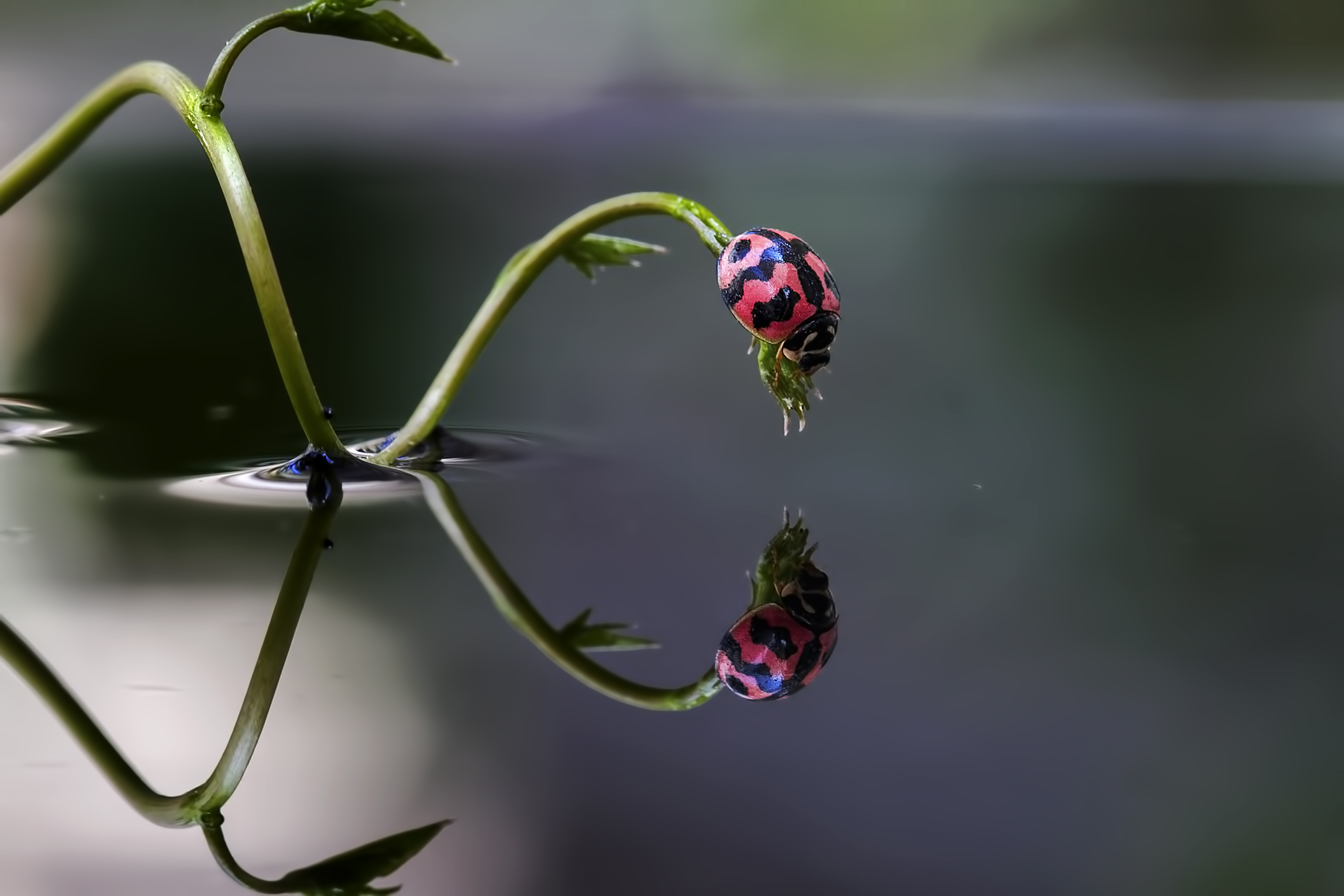 Une fourmi marche sur l'eau
