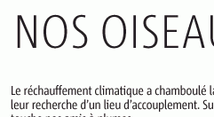Graphique oiseaux
