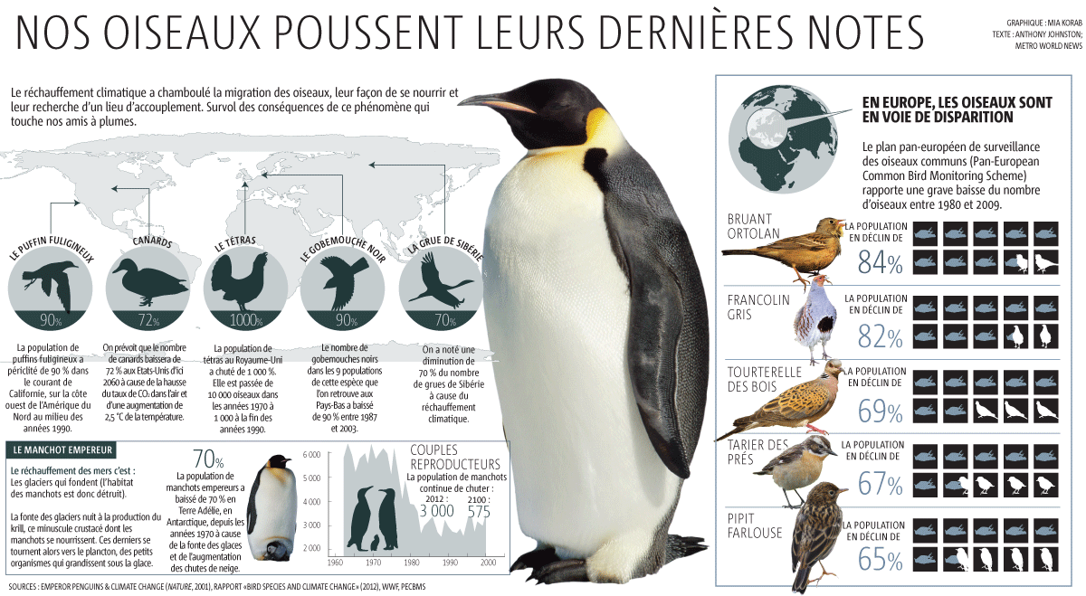 Graphique oiseaux