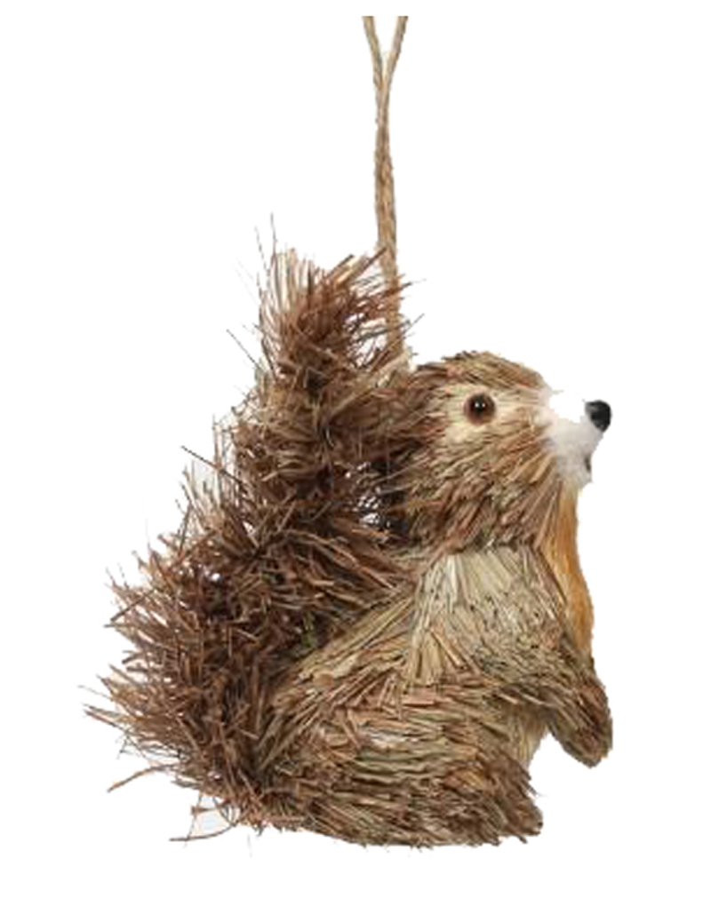 Animaux rona écureuil