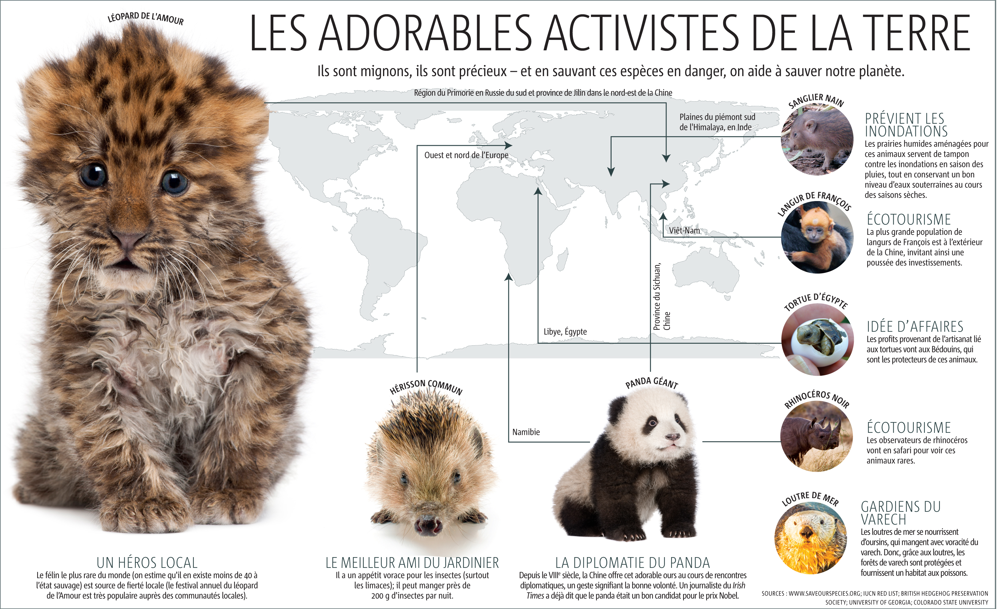 GREEN_ANIMALS_GRAPH_CUTE_ANIMALS