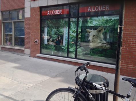 ACTU - Saint-Laurent vitrine