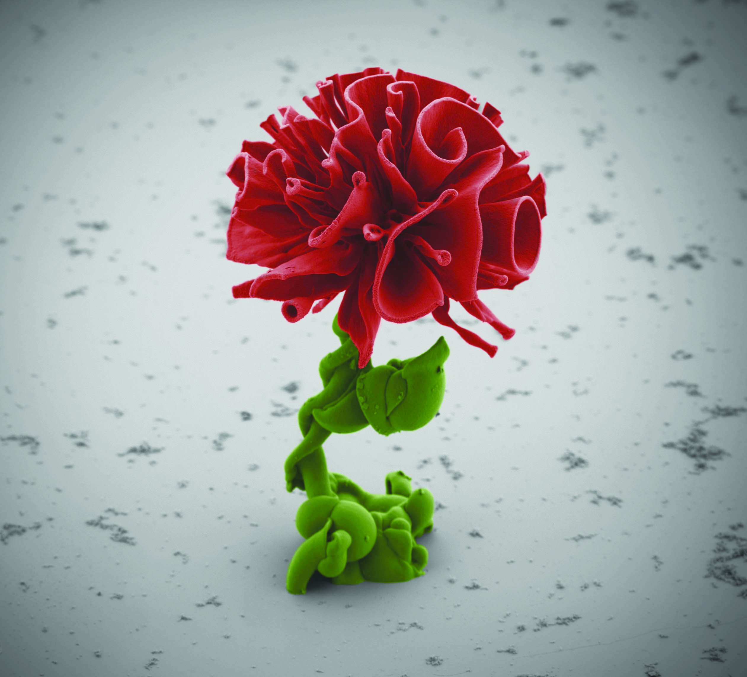 ZOOM_W21_FLOWERS_7