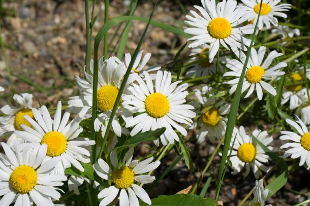 fleurs