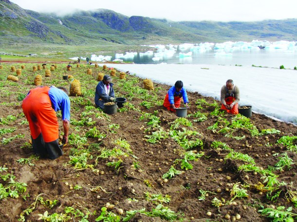 Potato farming in south Greenland