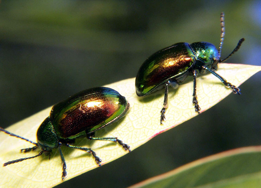 Dogbane leaf beetles