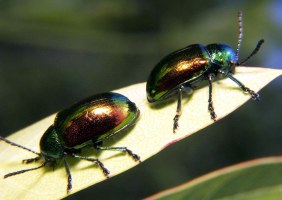 Dogbane leaf beetles