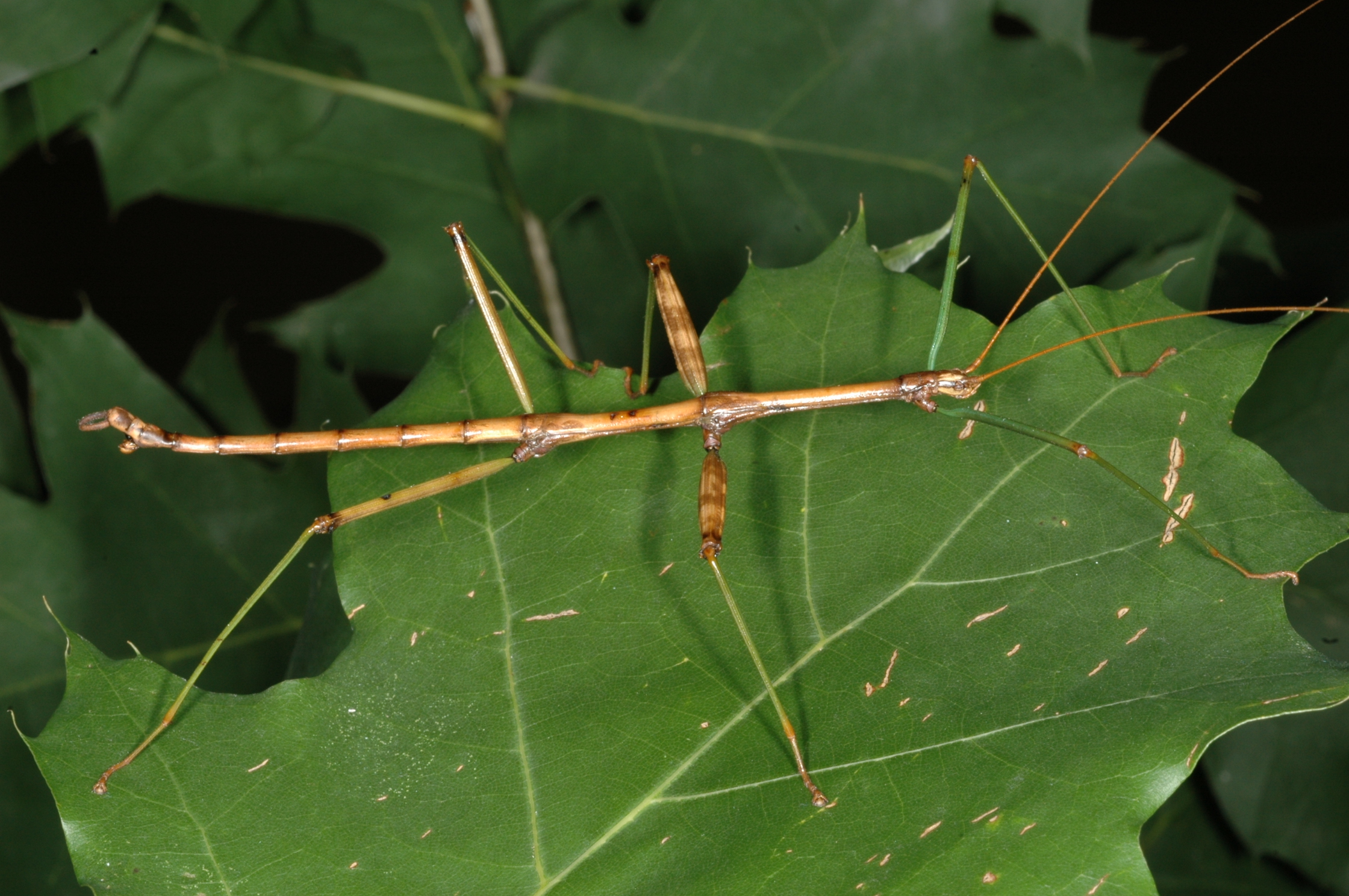 Insecte bâton