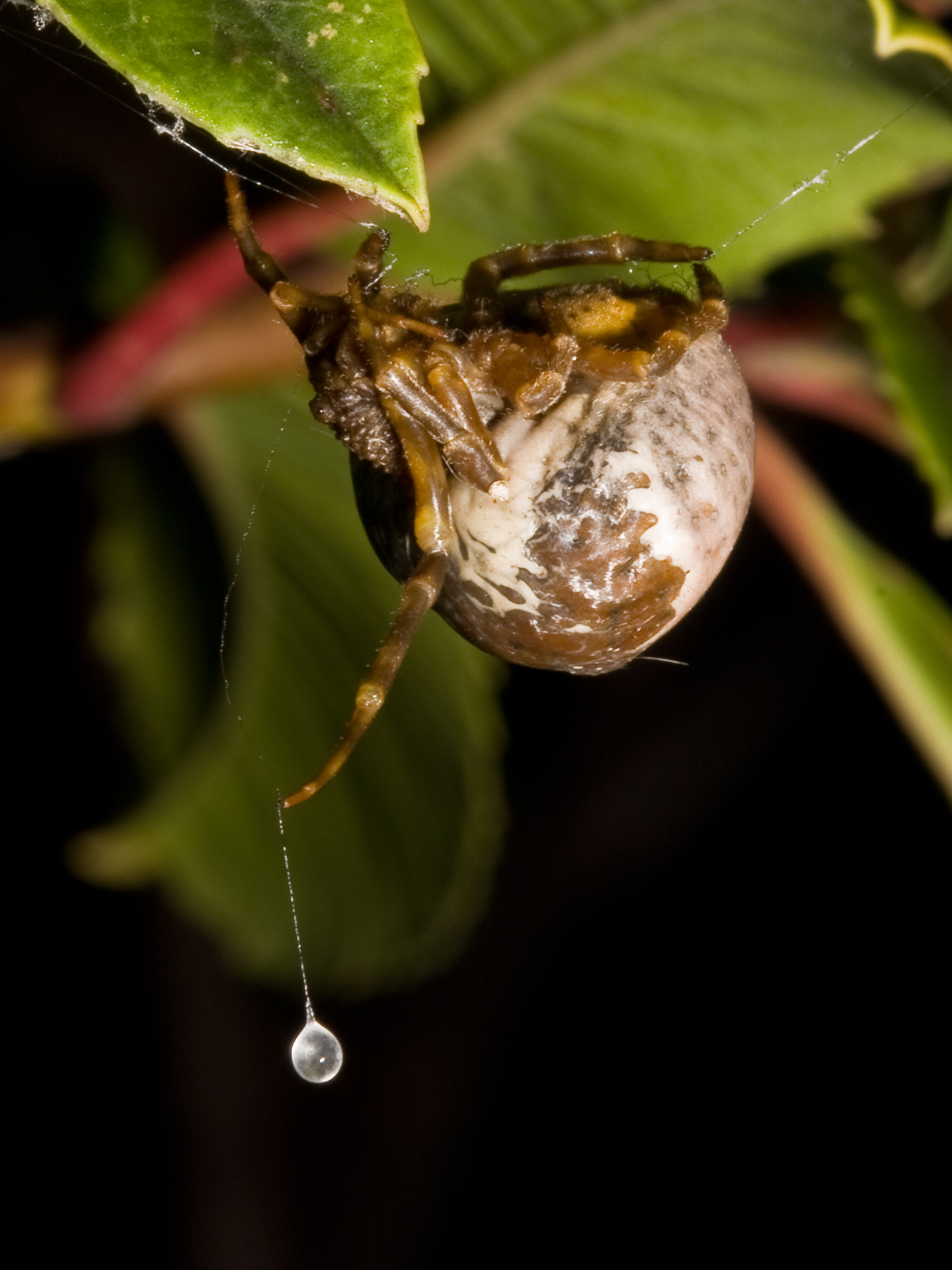 Bolas3_&copy;Matt Coors