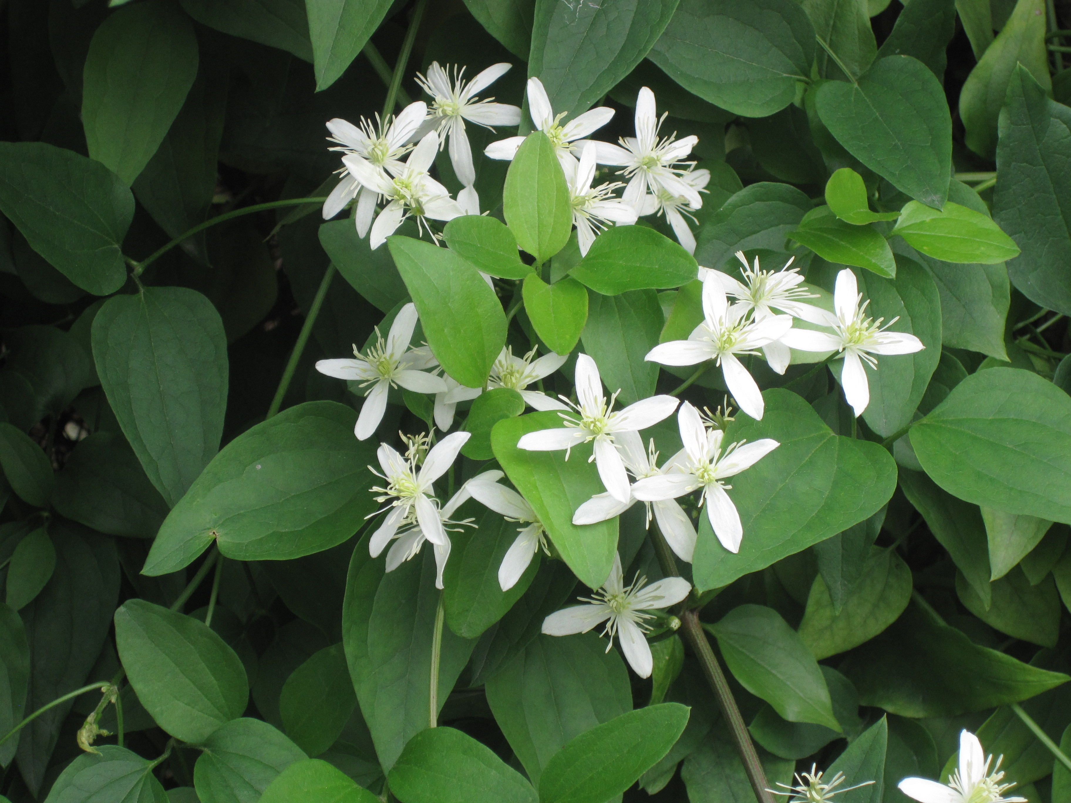 Cl&eacute;matite ternifolia