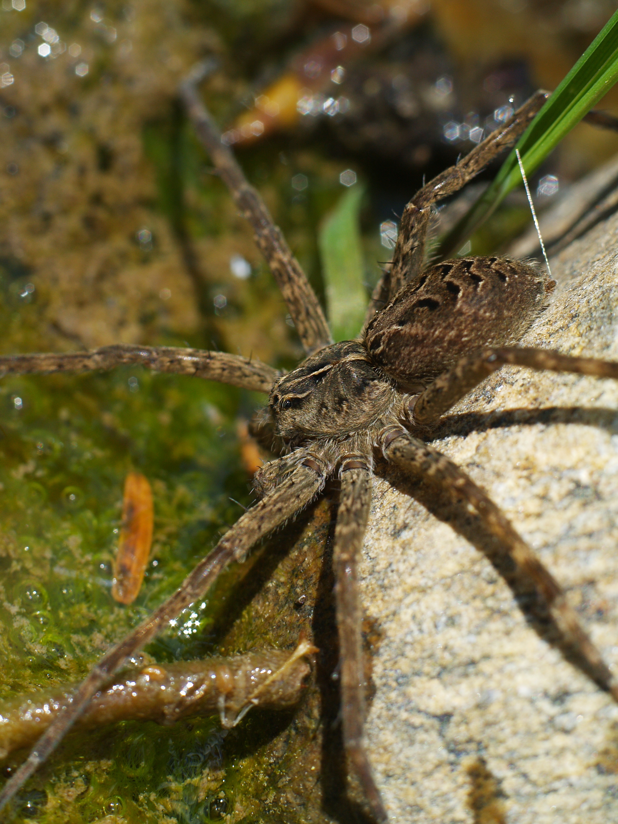 Dolomedes-tenebrosus
