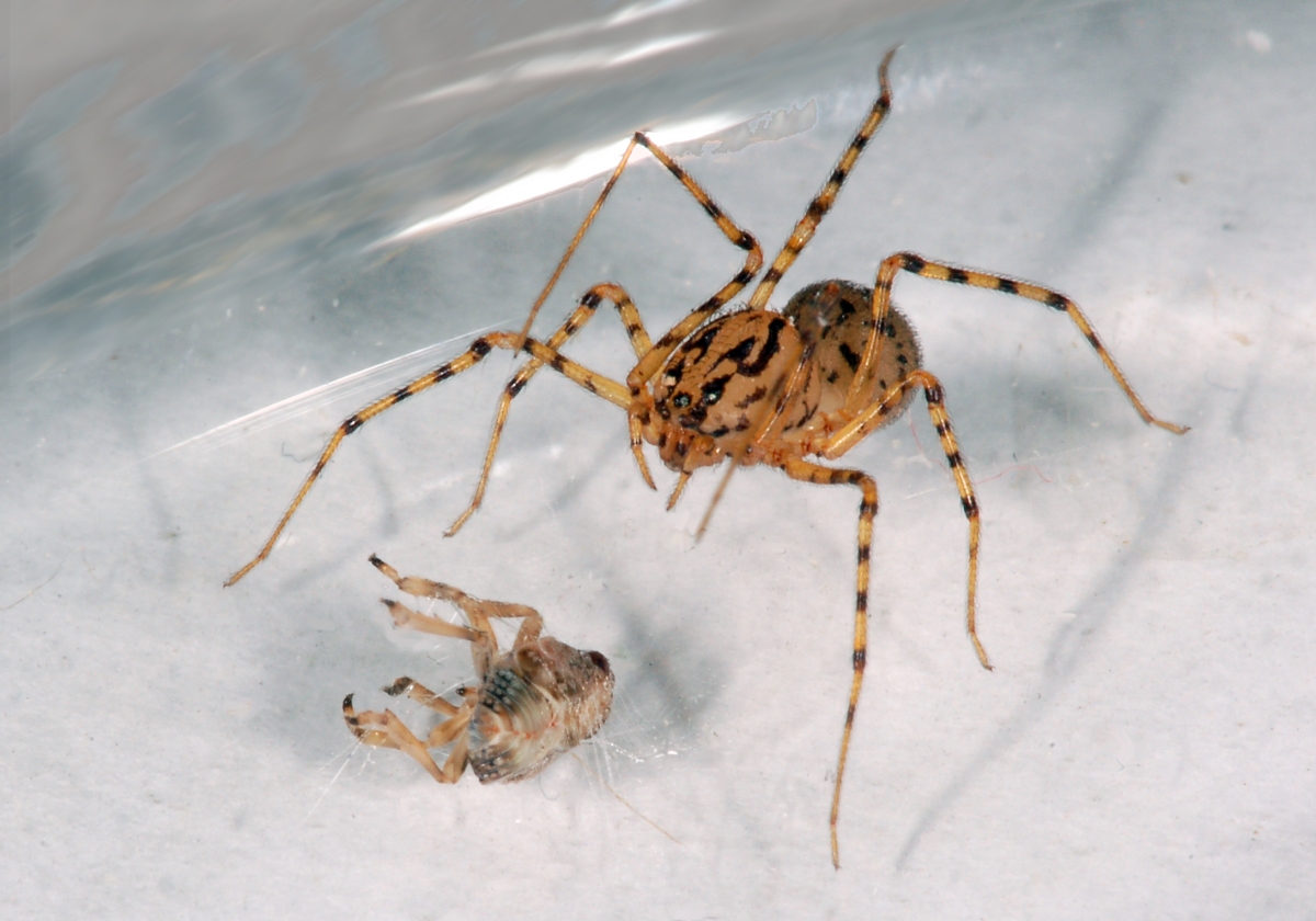 Scytodes_thoracica_&copy;Fritz Geller-Grimm