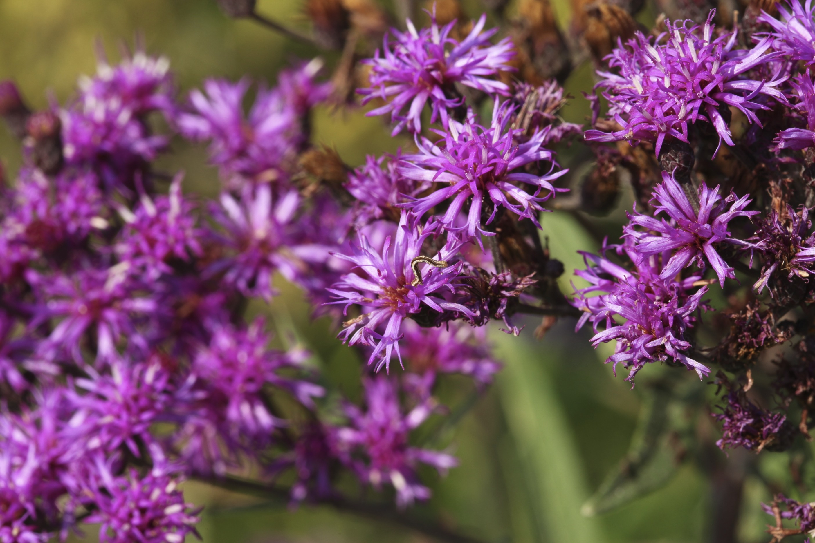 vernonia gigantea