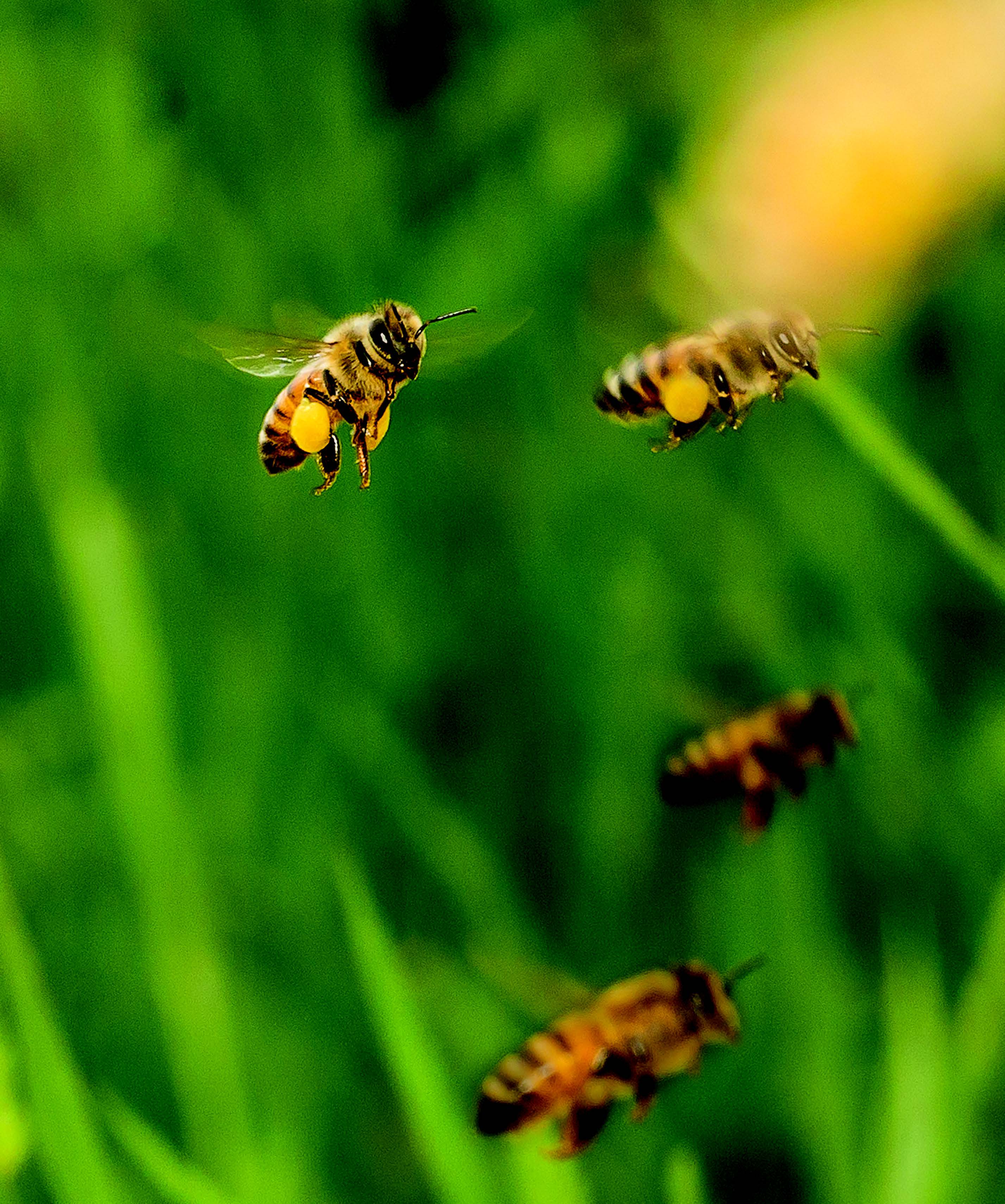  abeille qui vole Mathieu Dupuis