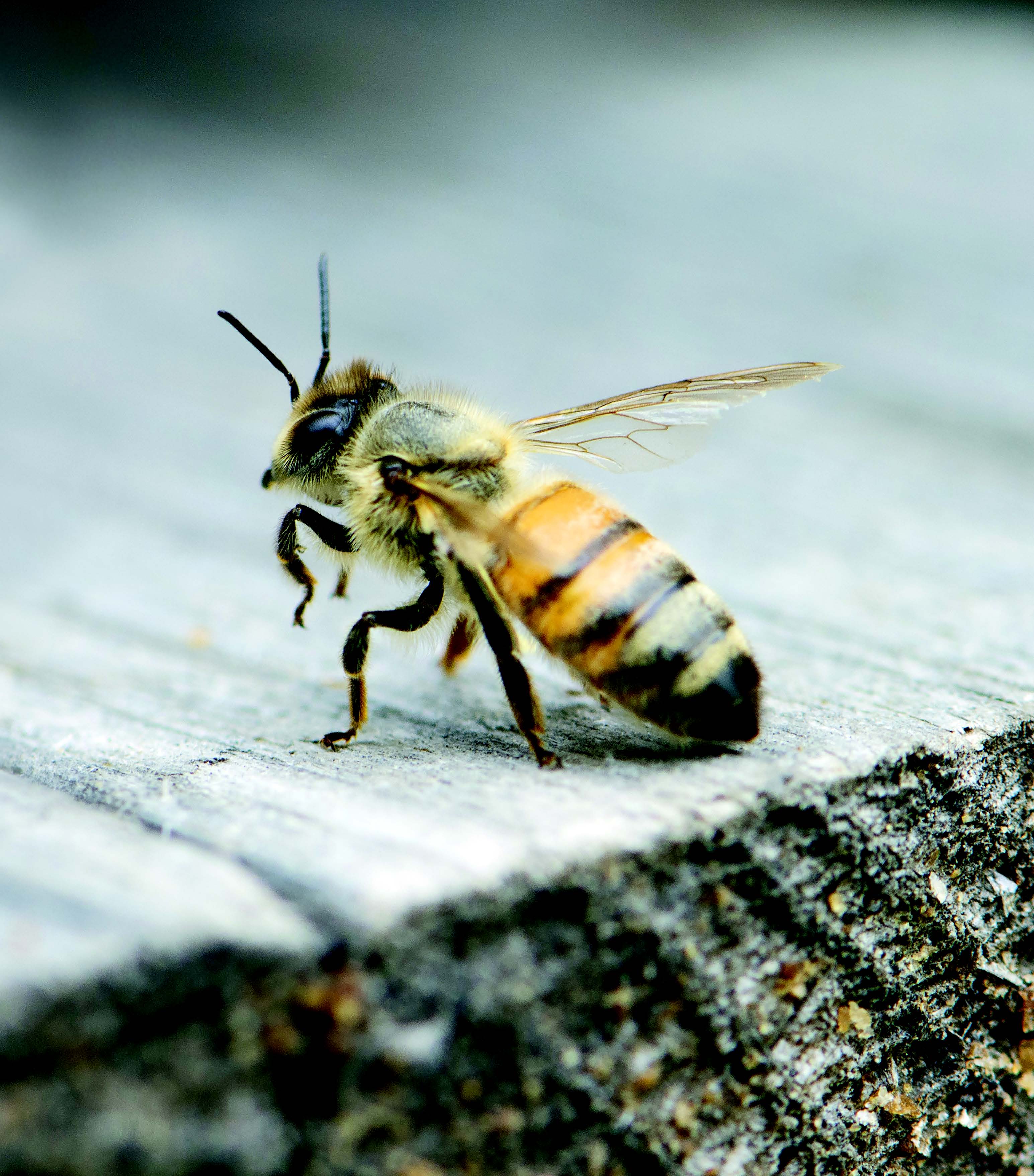 Abeille seule Anne-Virginie Schmidt