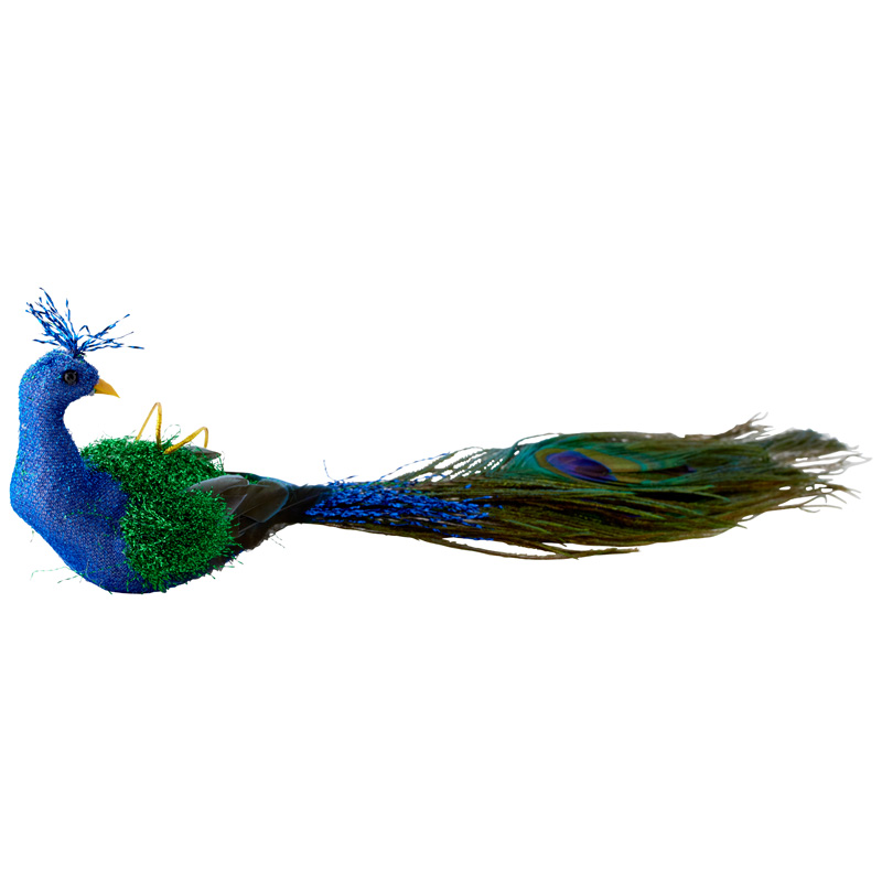 indigo Peacock