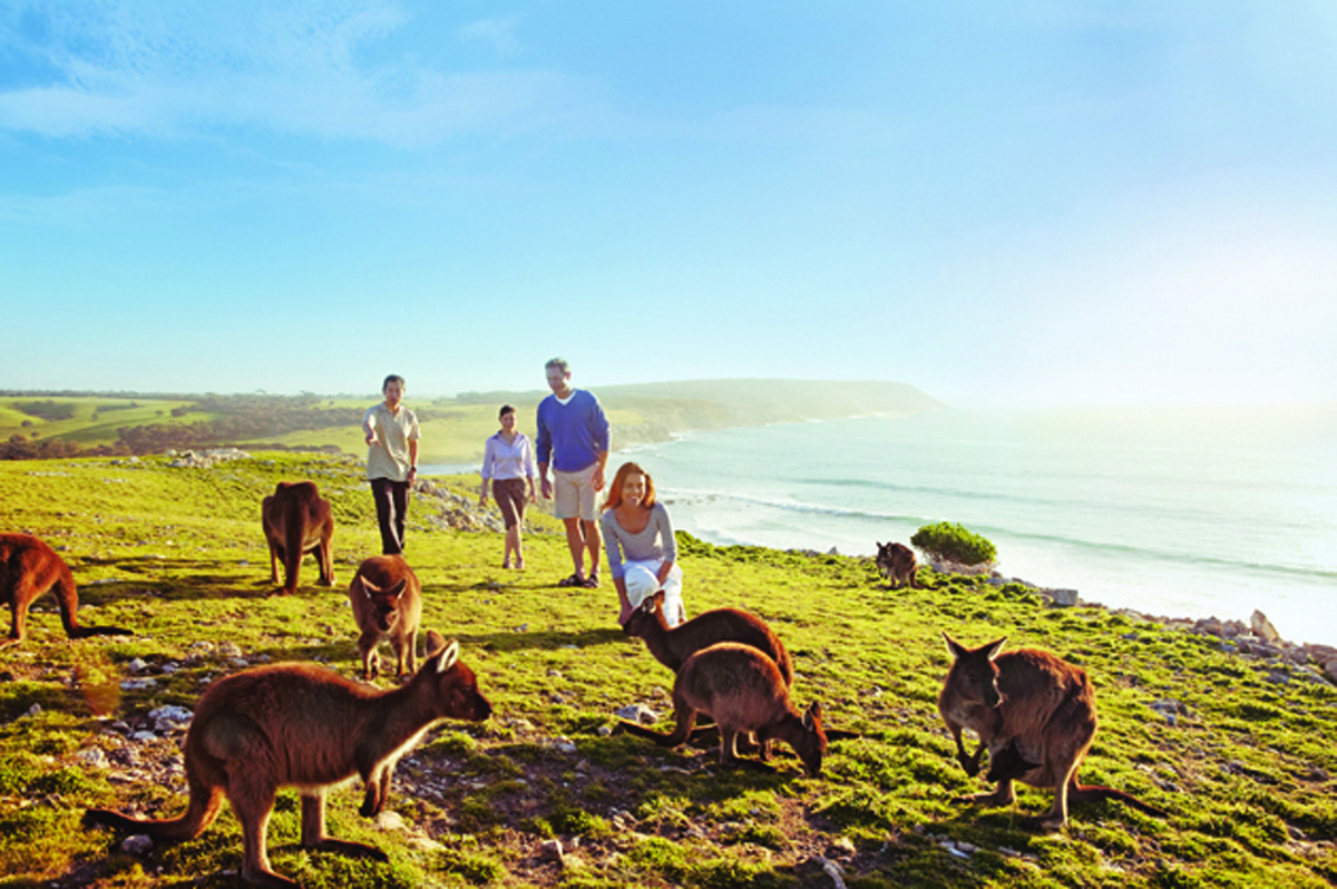 Kangaroos