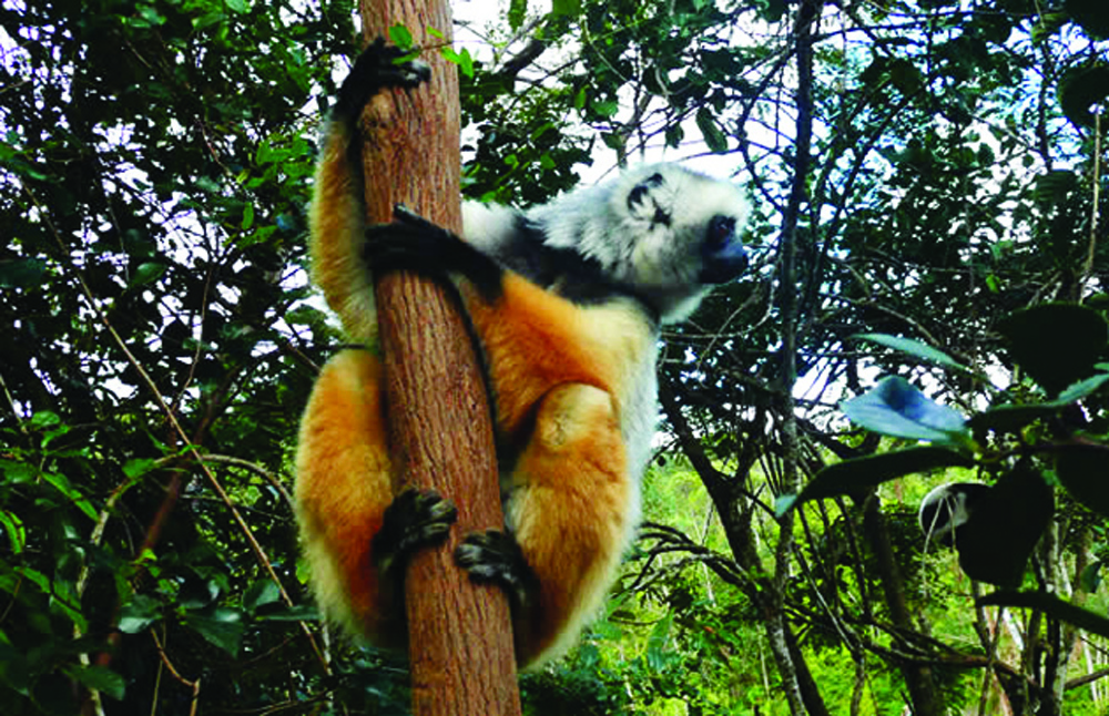 Lemurs