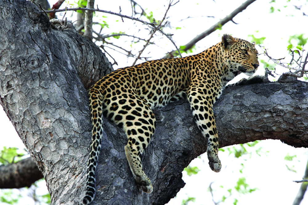 leopard