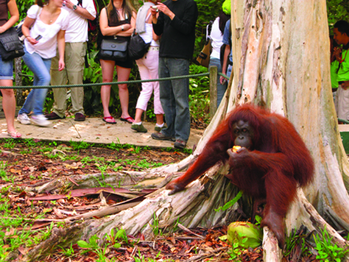 Orangutan