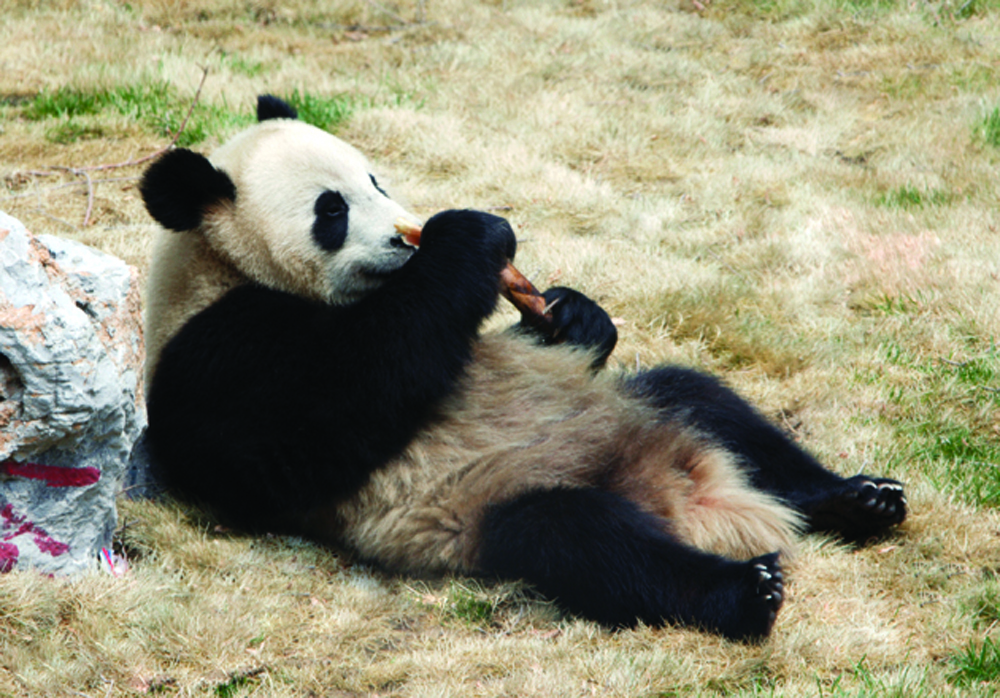 PANDAS