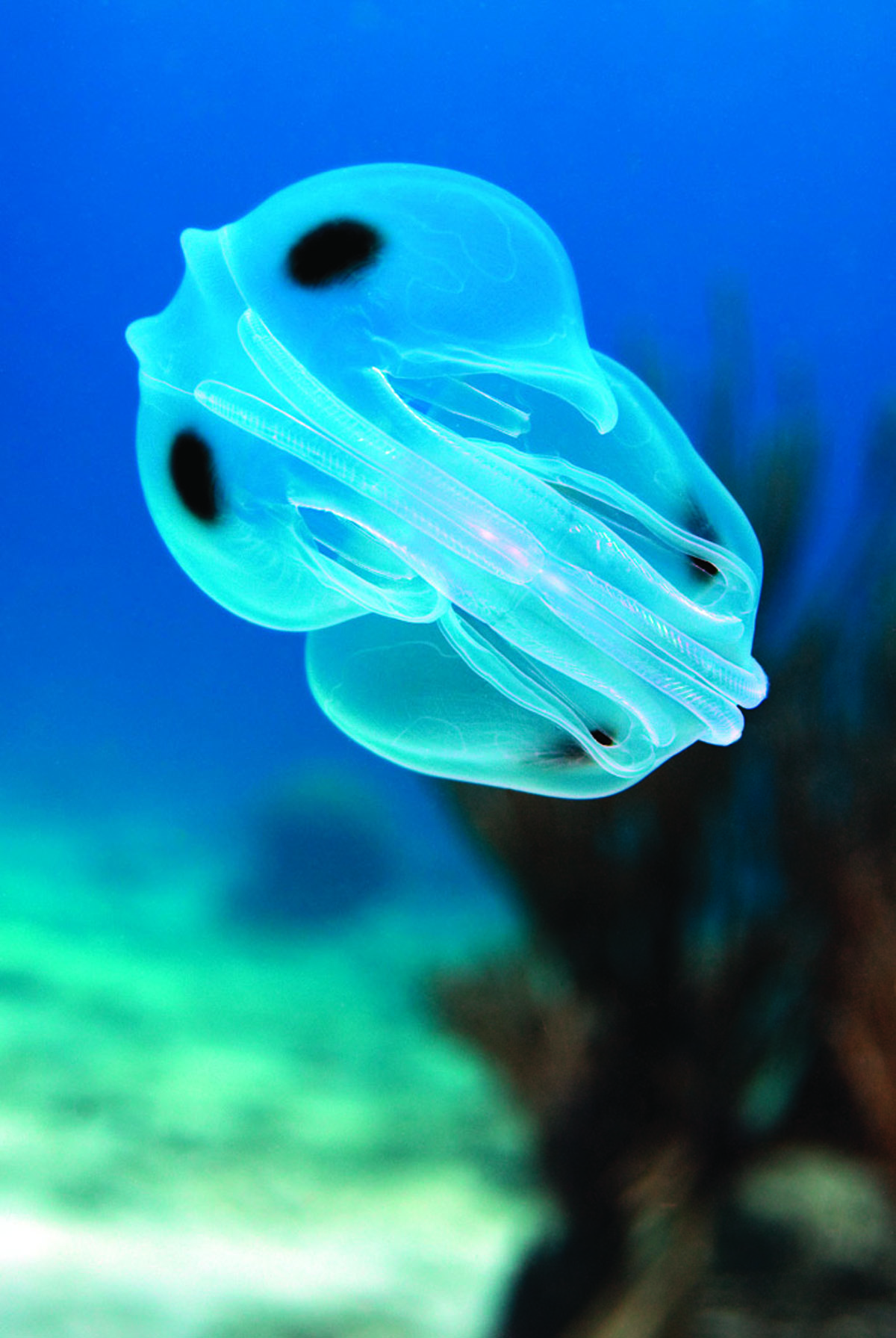 Spot-winged comb jelly over a sand flat Ocyropsis maculata Curacao, Netherlands Antilles