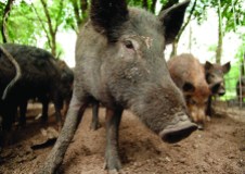 FERAL PIGS