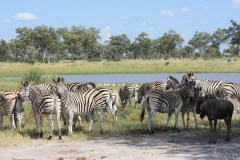 zèbres Okavango Delta