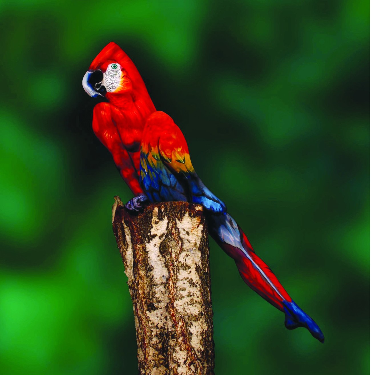 Bodypainter paints woman to look like a parrot, Italy - Mar 2014