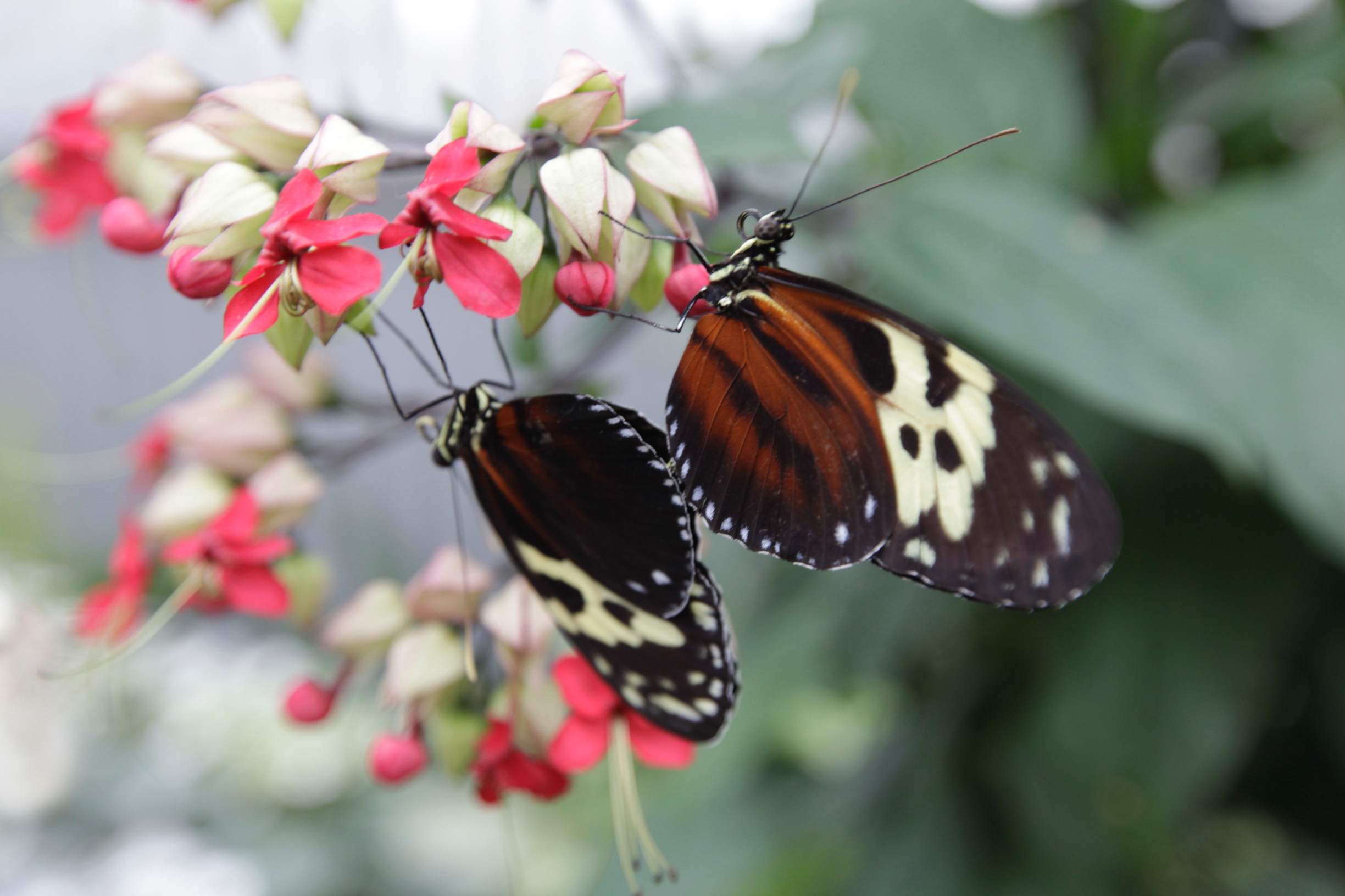 Jardin botanique papillon