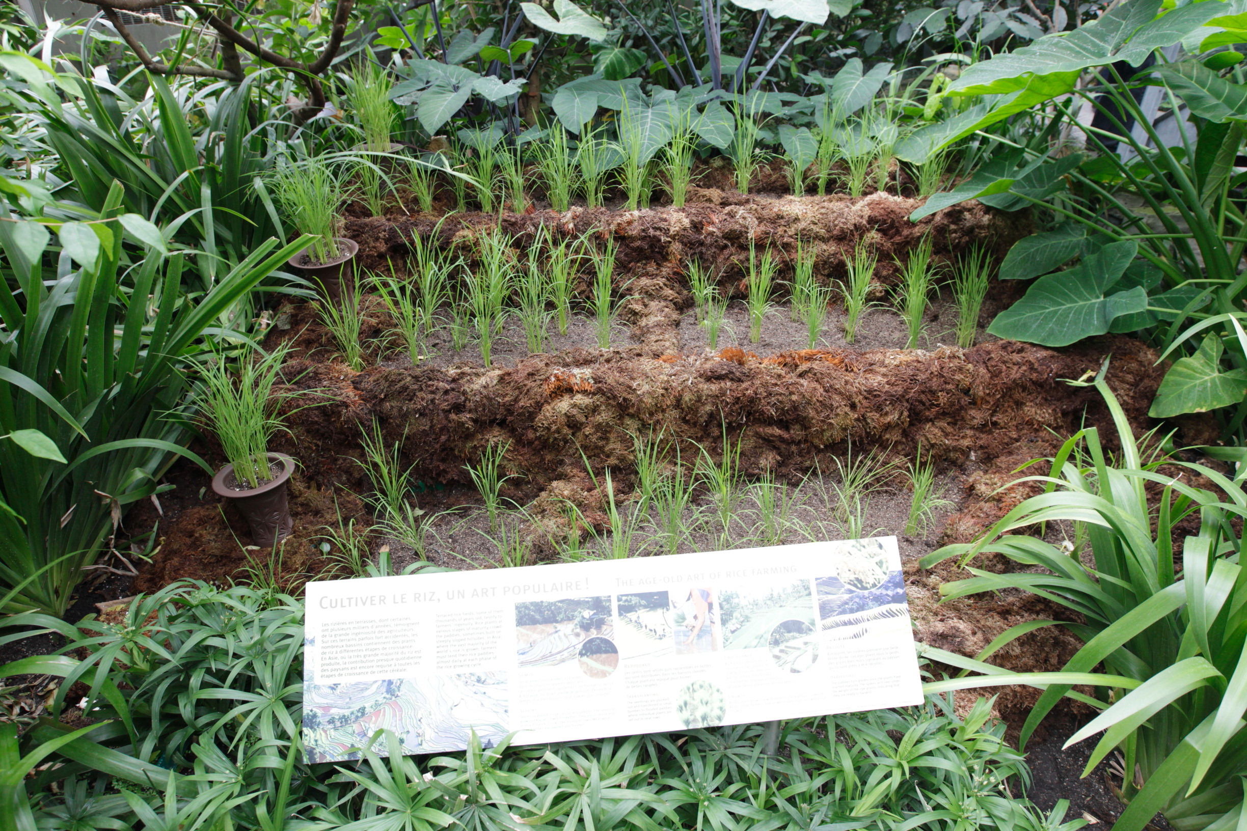  Jardin botanique risi&egrave;re