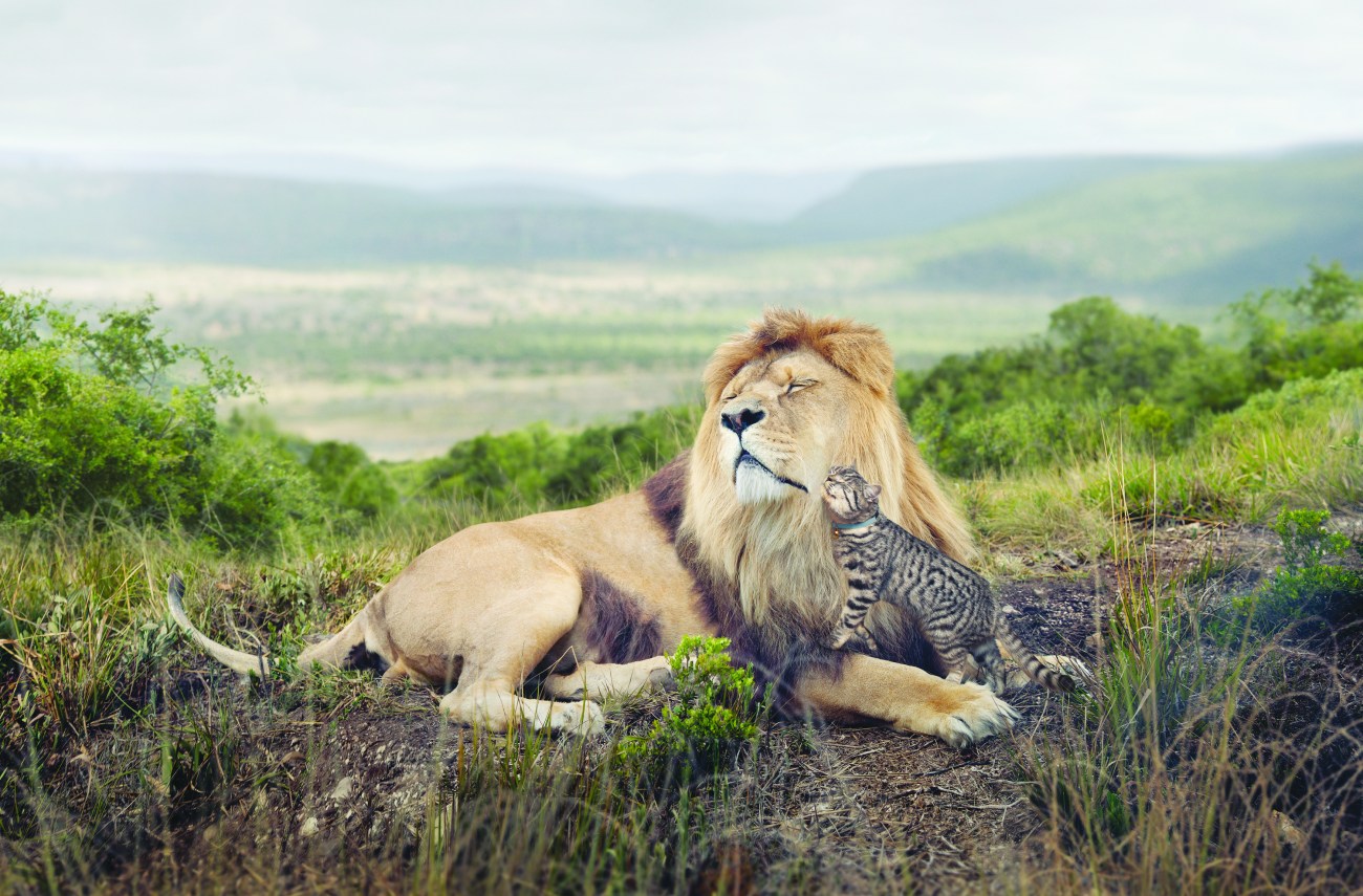 Lion, Grooming
