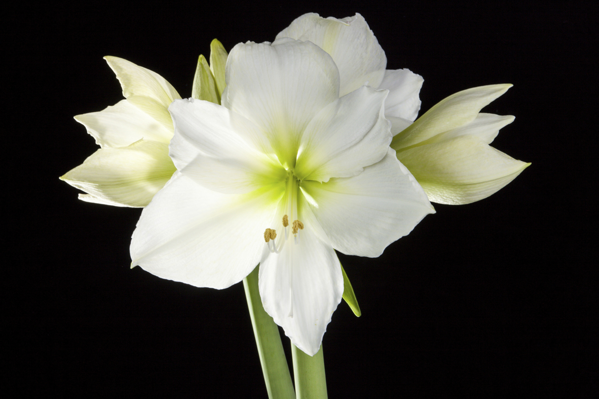 amaryllis