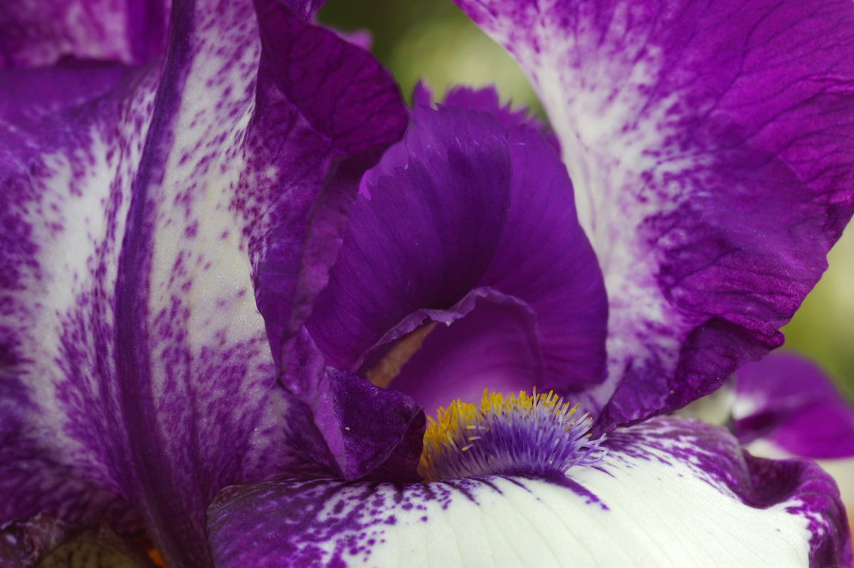 iris