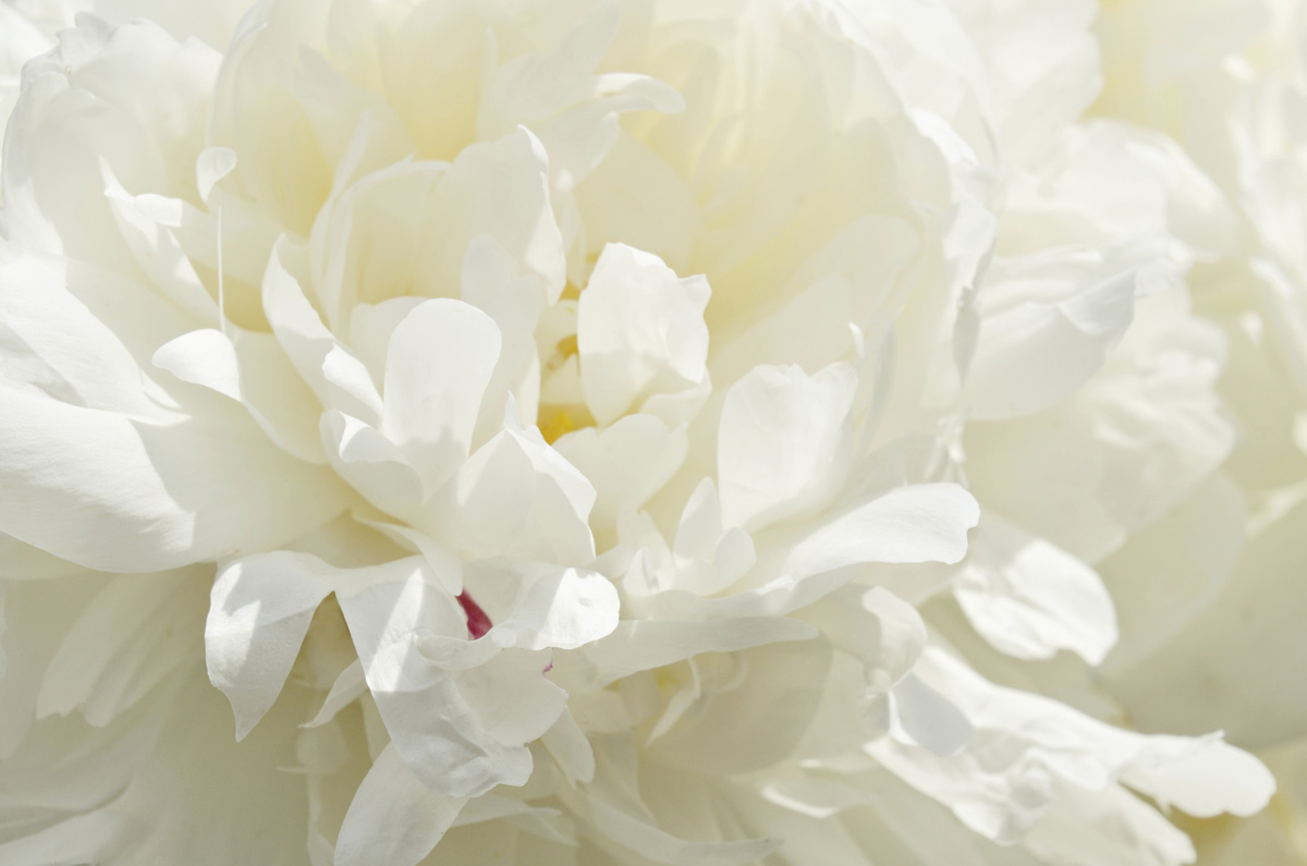 pivoine