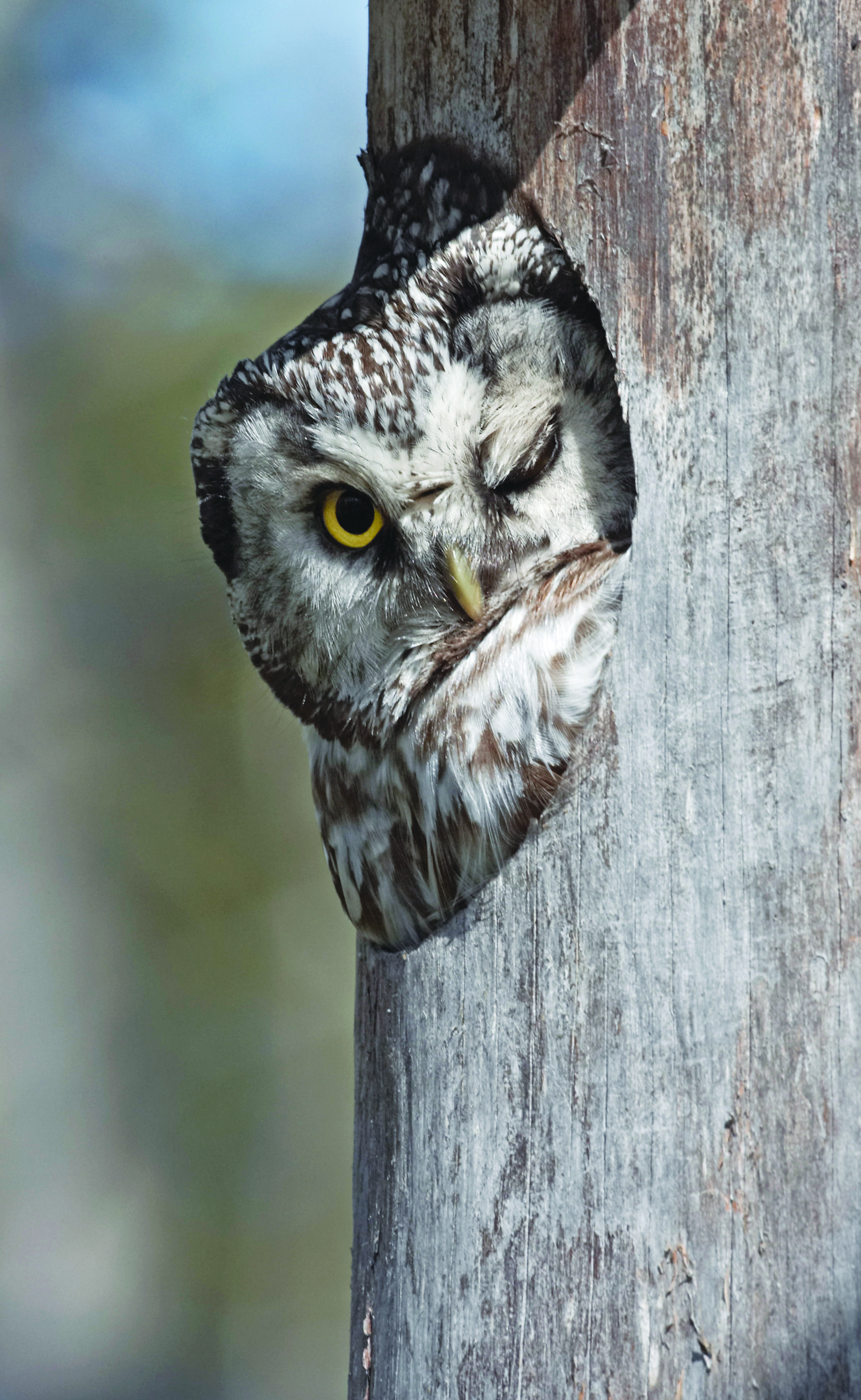 Pictures from a new book about Owls