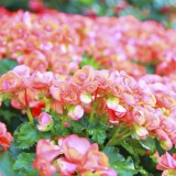 Begonia
