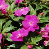 Impatiens de Nouvelle Guin&eacute;e 