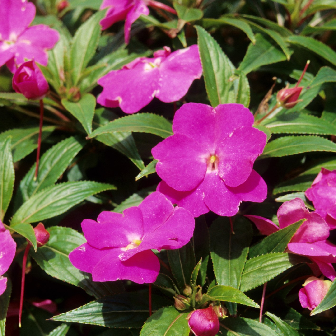 Impatiens de Nouvelle Guinée