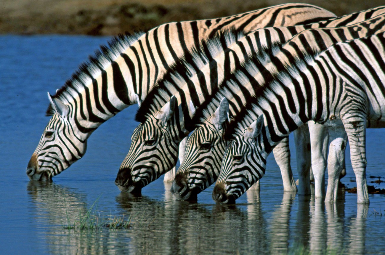Namibia Zebra Migration