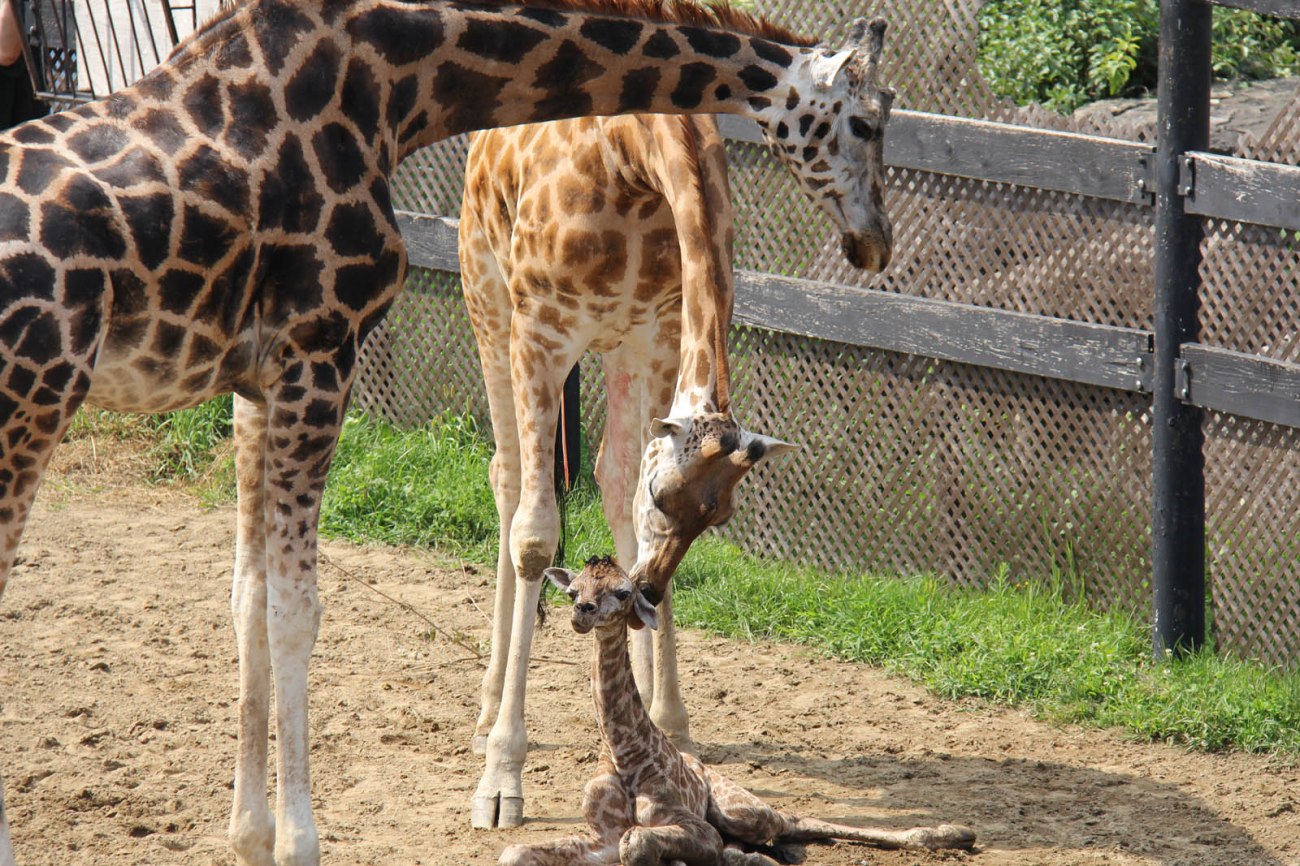 Activités bébé girafe- parc safari