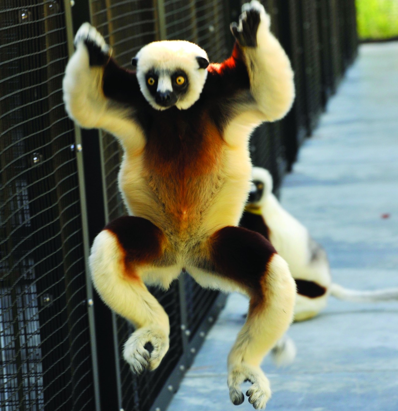 zoom_lemur_image_1
