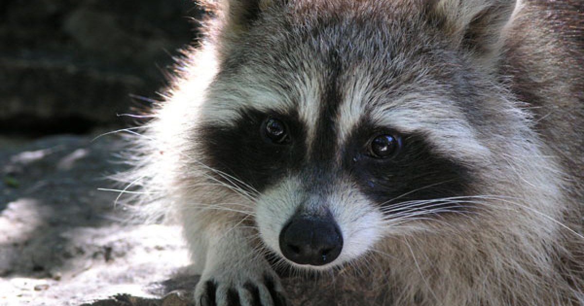 Operation De Vaccination Contre La Rage Du Raton Laveur A Montreal