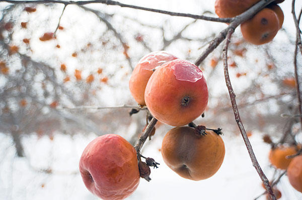 C'est le temps des pommes... de glace! — free download