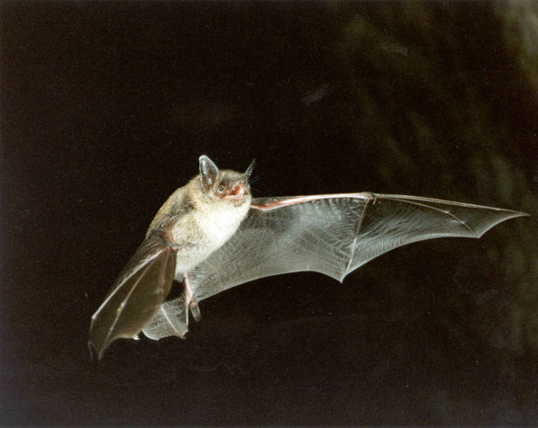 Chauves Souris Des Villes