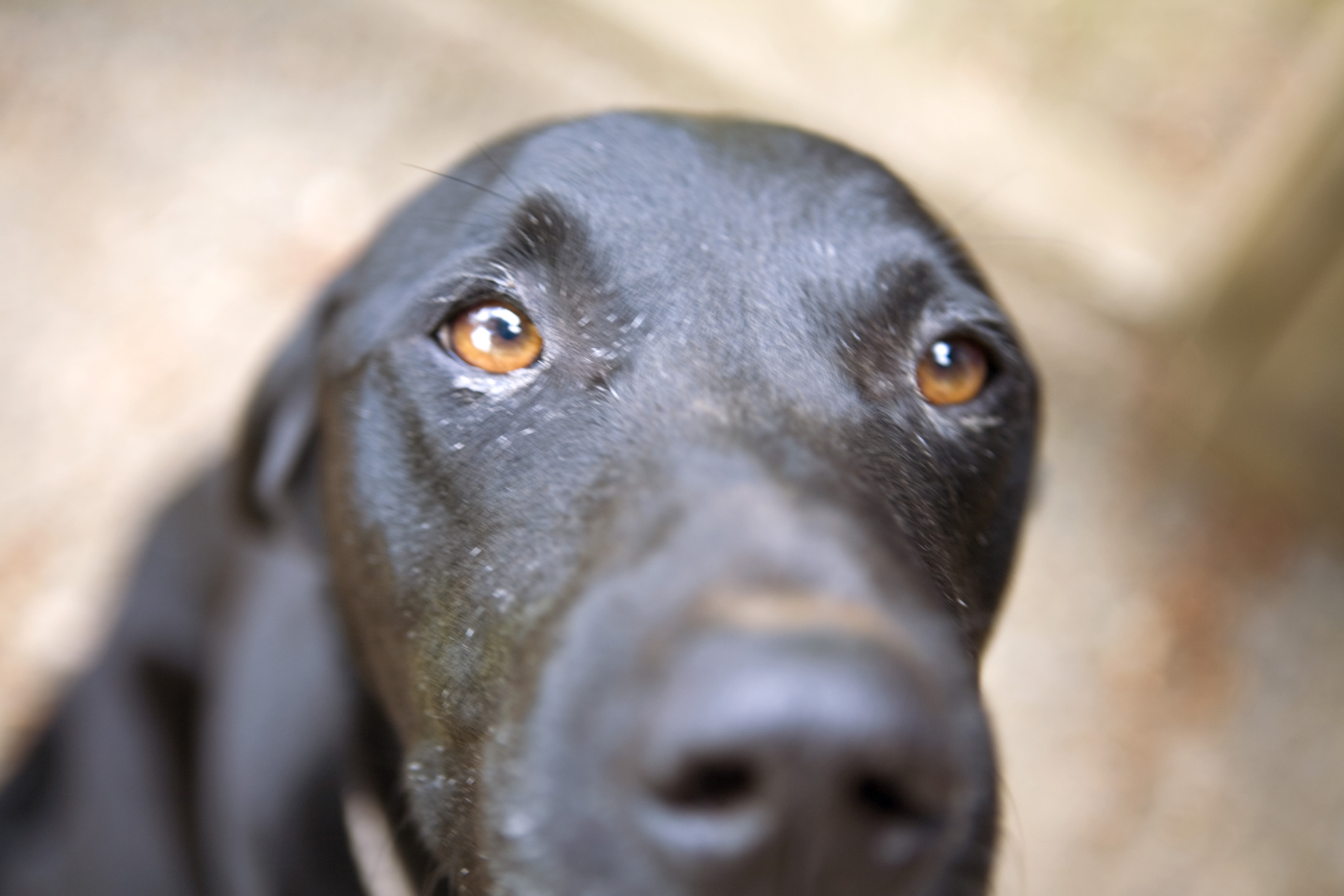 Beaucoup d'animaux abandonnés à Montréal