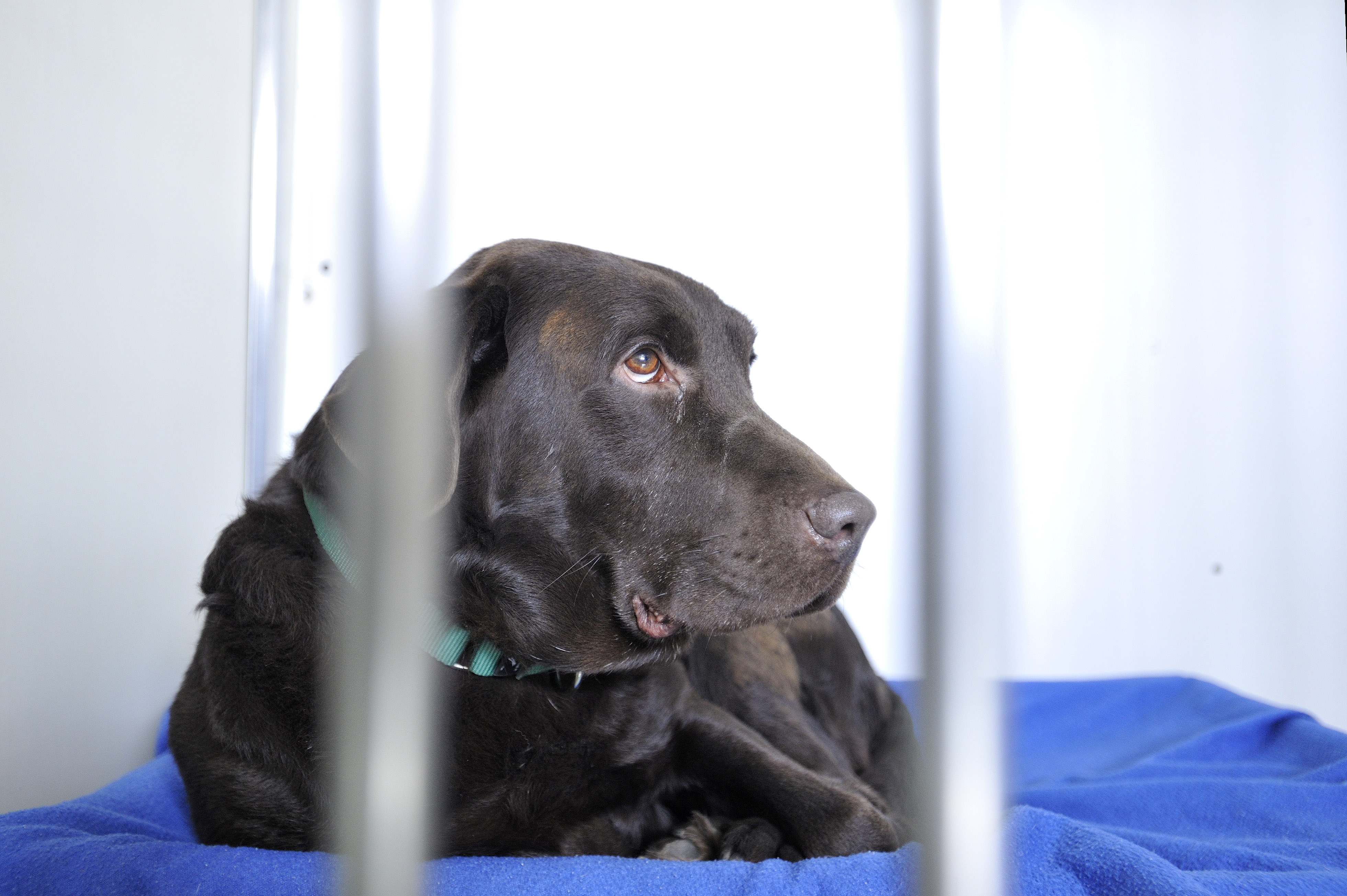 Adopter un chien au lieu de l'acheter