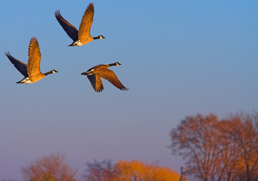 Les Oiseaux Respectent La Limite De Vitesse