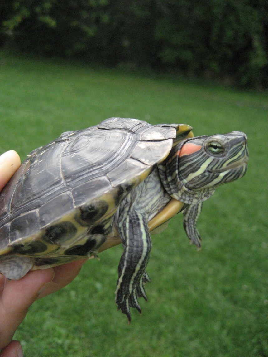 Une Tortue Dans Son Salon Une Bonne Idee