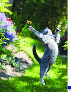 A La Chasse Aux Papillons A La Chasse Aux Papillons